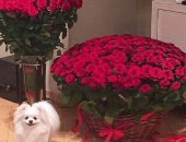 Продам комнатное растение в Ростове-на-Дону, Цветы по оптовым ценам, Букеты роз в форме