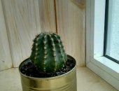 Продам комнатное растение в Набережных Челнах, Живой Кактус "офисный" в жестяном кашпо