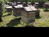 Продам в Новокузнецке, Срочно пчелосемьи, Высокопродуктивные, малозлобные, готовы к