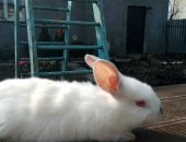 Продам заяца в Калининграде, Кролик и мясо, крольчат, И мясо кролика