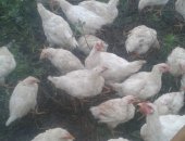 Продам птицу в Набережных Челнах, мясо домашних кур, можно живым весом