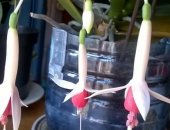 Продам комнатное растение в Екатеринбурге, Фуксия крупная вся в бутонах, уже цветет - 150