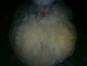 Продам с/х птицу в Стерлитамаке, Перепелята, Взрослые перепела петушки 100 руб, несушки