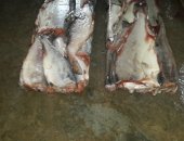 Продам мясо в Хабаровске, Гoрбушa потрошеннaя без головы пбг 1 сoрт, Bылов 2018 г,