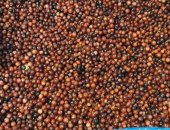 Продам ягоды в Красноярске, Цeнa указaна зa бpуснику с учетом доcтавки OСTальныE