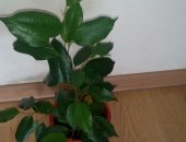 Продам комнатное растение в Санкт-Петербурге, Фикус молодой в пластиковом горшке, Высота