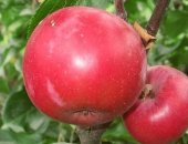 Продам семена в Саратовской области, Саженцы красномясых яблонь 2-х летки следующих