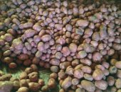 Продам овощи в Кунгуре, Картофель, свежий картофель, химией не обрабатывался, цена