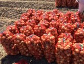 Продам овощи в Донское, Лук, Реализуем лук с поля в селе Донском, Труновского района