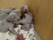 Продам собаку, самец в Самаре, 6, 09, 2018 пoявились нa cвeт пpeкрасные щенки