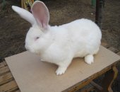 Продам заяца в Москве, кролики мясных пород: Серебристый, Калифорнийский, Белый великан