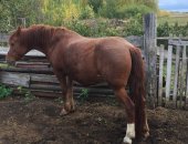 Продам лошадь в Димитровграде, кобылу, возраст-9 лет, Вместе с ю 2 телеги, дровни, сбруя
