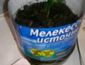 Продам комнатное растение в Димитровграде, Мандарин, Укоренённый мандарин в наличии 2 шт