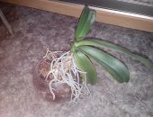 Продам комнатное растение в Иванове, орхидею фаленопсис в стеклянном шаре, Растёт давно