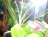 Продам в Новосибирске, Валлиснерия спиральная - Очень красивое и неприхотливые растение