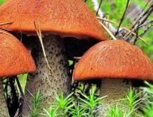 Продам грибы в Иркутске, по оптовой цене гриб подосиновик сухой, урожай 2018 года, собран