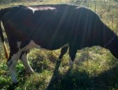 Продам в Новоалтайске, Коровы обе стельные, краснопестрая 5 телком, черная 2 телком