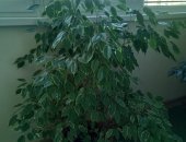 Продам комнатное растение в Волгограде, Фикус, примерно 150см, торг уместен