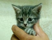 Продам кошку, самка в Москве, Котенок девочка, Дворовых кровей, Родилась 16 августа