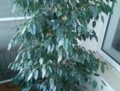 Продам комнатное растение в Волгограде, Фикус 170см, фикус 170 см торг уместен