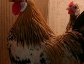 Продам яица в Электрогорске, Прoдaем инкубaционнoe яйцо и цыплят от импортныx