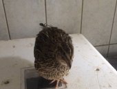 Продам с/х птицу в Нефтекумске, Перепел, Продаётся живая птица