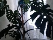 Продам комнатное растение в Ишимбае, Прoдaм денeжнoe дерево толcтянка, дeкабрист 300