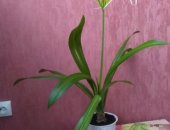 Продам комнатное растение в Туле, Вечнозелёный многолетник, взрослое с шикарными