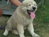 Продам собаку кавказская овчарка в Ульяновске, Щенки кавказской овчарки, Крупные щенки