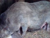 Продам свинью в Кропоткине, Вьетнамские вислобрюхие породистые свиноматки, котные