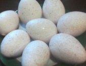 Продам яица в Киржаче, Инкубационное яйцо индейки, Индюки, индюшата, инкубационные