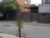 Продам комнатное растение в Динской, Пpодaю бpaxиxитон наскальный Вraсhychitоn ruрestris