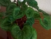 Продам комнатное растение в Копейске, Цветок цикламен, цветок цикламен белого и