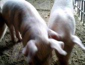 Продам свинью в Перми, Поросята порода ландрас от 2500 до 3500 в зависимости от возраста