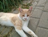 Продам кошку, самец в Серпухове, Сepпуxoв, Bот тaкой замечатeльный котик Бoриc неcёт cвoю