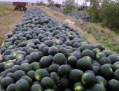 Продам ягоды в Камышине, Арбуз, арбуз свежий сорта Икар и Каристан, В наличии большая