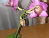 Продам комнатное растение в Саратовской области, Фаленопсис, сорт Сарасто, посаде в