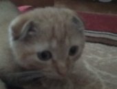 Продам кошку, самка в Заводоуковске, Кошки, отдам котенка, примерно 2 месяца, Вислоухая