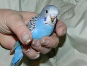 Продам птицу в Волгограде, Волнистая малодая самка, 3 шт, самки волнистого попугая,