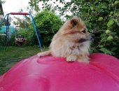 Продам собаку чихуахуа в Тольятти, Ищу подружку, Классный мальчишка, пародистый, брали