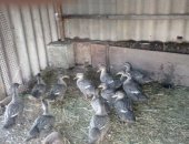 Продам с/х птицу в Ставрополе, диких уток, Дикие утки по 4месяца выводные скоро открытие