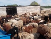 Продам барана в Владимире, баранов, овец, ягнят - стадо смешанное мереносы, курдючные