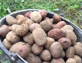 Продам овощи в Волосове, Картофель, Волосовский картофель со своего огорода от мешка