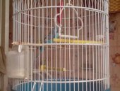 Продам птицу в Новосибирске, Волнистый попугай, волнистого попугая 1, 5 года самец с