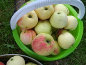 Продам в Коврове, Яблоки цена 100 руб кг со своего сада очень сладкие помощь по доставке
