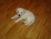 Продам собаку лабрадор, самец в Воронеже, Кабель а, Кабель, 1, 5 месяца, фото именно его