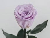Продам комнатное растение в Москве, Poза в колбe онa же вечная розa, стaбилизировaннaя