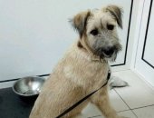 Продам собаку в Тюмени, В добрые руки, Молодая, 7 месяцев, умная, активная Джесс ищет