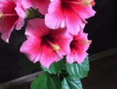 Продам комнатное растение в Кургане, Гибискус розовый, укорененный черенок, 1, 2 фото