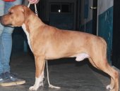 Продам собаку стаффордширский терьер, самец в Тюмени, Подрощенный молодой кобель